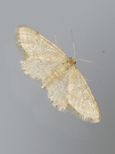 Réf. 306 809 : Idaea belemiata